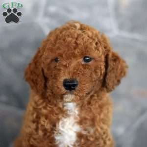 Orlando, Miniature Poodle Puppy